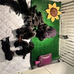 Newfoundland Puppies from Knallhart Kennels