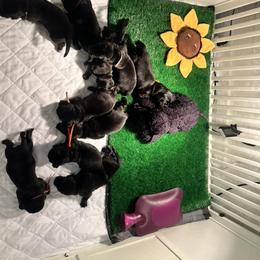 Newfoundland Puppies from Knallhart Kennels