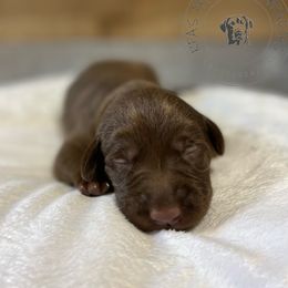 Labrador Retriever Puppies from RPAs Priceless Labradors