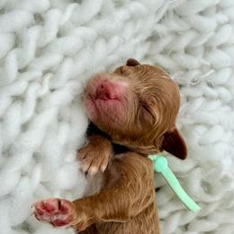 Girl 1 - Red  female Goldendoodle puppy in Philadelphia, Mississippi from Oakie Doodles