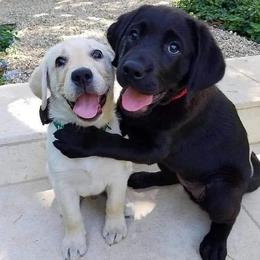 Labrador Retriever Puppies from Wizedogs Labradors