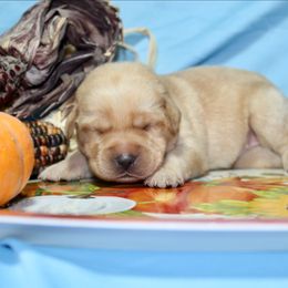Girl 4 - Yellow female Labrador Retriever puppy in Parma, Idaho from Campbell Valley Labradors
