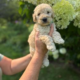 Aurora - Apricot female Poodle puppy in St. Johnsbury, Vermont from Poodles of the Northern Woods