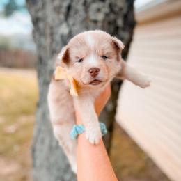 Ciabatta - Merle female Pomsky puppy in Cleveland, Ohio from Lake Point Pomskies