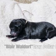 "Blaire" - Black Double Doodle puppy in Everett, Washington from Big Top Doodles
