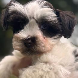 Liver parti girl - Parti female Miniature Schnauzer puppy in Pflugerville, Texas from K&K Precious Tx schnauzers