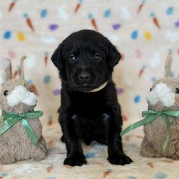 Ms. White - Black female Labrador Retriever puppy in Overton, Nevada from Sinfully Sweet Kennel