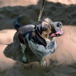 Louie - Beagle