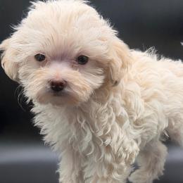 Simba - Cream male Maltipoo puppy in Georgia/Florida, Florida from Fiesta Pups