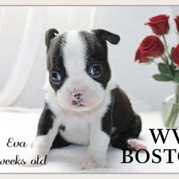 Girl 2-Eva - Black and white female Boston Terrier puppy in North Central, Vermont from Windy Valley’s Bostons