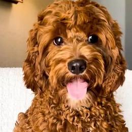 Buddy - Goldendoodle