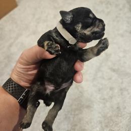 Silver Collar Boy - Black and silver male Miniature Schnauzer puppy in Mingo, Iowa from Central Iowa Schnauzers, LLC