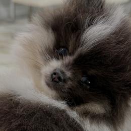 Pomeranians from Tampa Bay Pomeranians