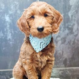 Valentin - Apricot male Goldendoodle puppy in Pasco, Washington from Camp Doodle Woods