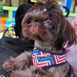 Sunee - Shih Tzu