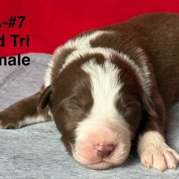 RA7 - Red tri-color female Australian Shepherd puppy in Ada, Ohio from Windy Hill Aussies