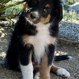 Australian Shepherds from Boulder & Branch Aussie Ranch