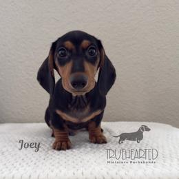 Joey - Black and tan male Dachshund puppy in Royse City, Texas from Truehearted Miniature Dachshunds