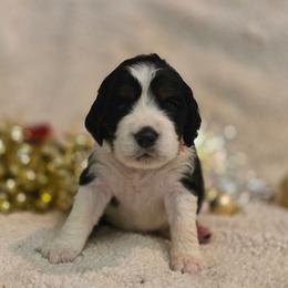 Dawn - Black white and tan female English Springer Spaniel puppy in Cookeville, Tennessee from Krossroads Kennel