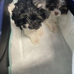 Biewer Terrier Puppies from Dillard’s Dawgs