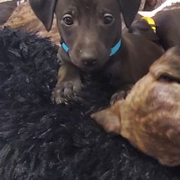 Whippet Puppies from Whippety Split