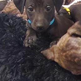 Whippet Puppies from Whippety Split