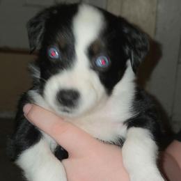 Merry - Black tri-color female Australian Shepherd puppy in Washington from Arbor hill Australian Shepherds