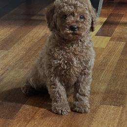 Liam - Red  male Goldendoodle puppy in Mint Hill, North Carolina from DoodleForever