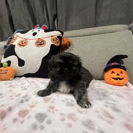 Jeanette - Black female Pekingese puppy in Enterprise, Nevada from Pekingese Puppy Vegas