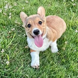 Pembroke Welsh Corgis from Wishing Star Puppies / Corgis