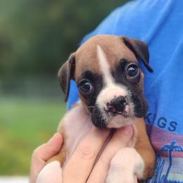 Little Guy- Special Needs - Fawn male Boxer puppy in Toledo, Ohio from Julie Wilmore Olympic Boxers