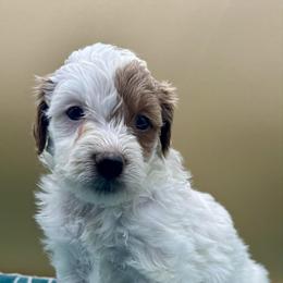 Cosmo - Parti female Goldendoodle puppy in Hendersonville, North Carolina from Kim's Cove