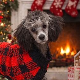 Tait - Poodle