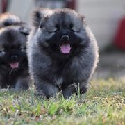 Keeshond Puppies from Anna Boehringer