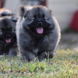 Keeshond Puppies from Anna Boehringer