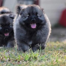 Keeshond Puppies from Anna Boehringer