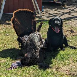 Dilute Retriever and Labrador Retriever Puppies from SmoKy Hills Labradors