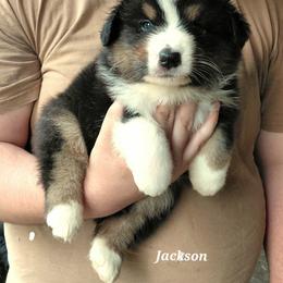 JACKSON - Black tri-color male Australian Shepherd puppy in Elk Creek, Missouri from Hearts on Fire Australian Shepherds