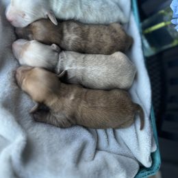 Dachshund Puppies from Double B Corsos & Dachshunds