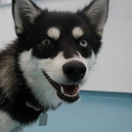 Pomskies from Spirit Pomskies