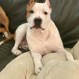 American Staffordshire Terrier Puppies from Liberty Am Staffs