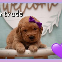Gertrude (Gertie) - Dark golden female Golden Retriever puppy in Driggs, Idaho from SK Golden Retrievers