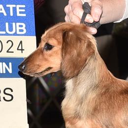 Daisy - Dachshund