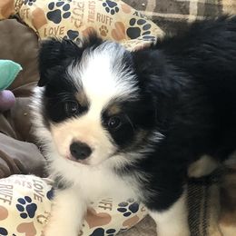 Boy 5 - Miniature Australian Shepherd puppy in Corydon, Indiana from Arbuckle’s Lookin Good Aussies (LGA)