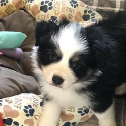Boy 5 - Miniature Australian Shepherd puppy in Corydon, Indiana from Arbuckle’s Lookin Good Aussies (LGA)