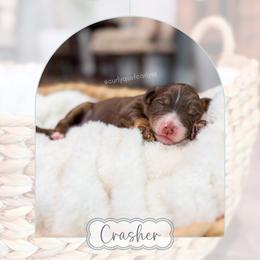 Crasher - Tri-color male Bernedoodle puppy in Sulphur, Louisiana from Curly Q’s Of Carlyss