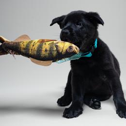 German Shepherd Puppies from Barenstadt Kennels