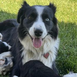 Australian Shepherds from DeClue Ranch Australian Shepherds