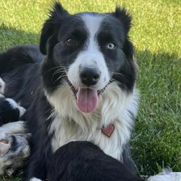 Australian Shepherds from DeClue Ranch Australian Shepherds
