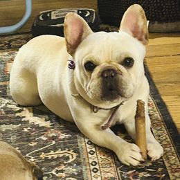 Poe Poe - French Bulldog
